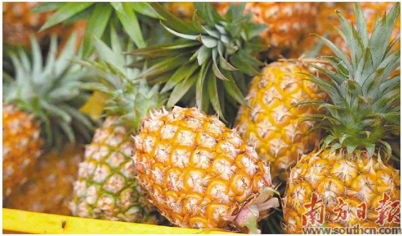 “愚公樓菠蘿”加入絲綢之路朋友圈:絲綢